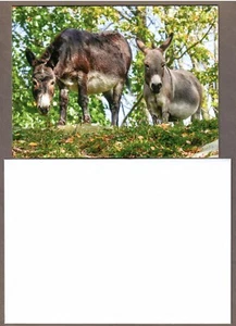 Equine Advocates Donkeys Reggie & Casey Note Card with Envelope - I Combine S/H - Picture 1 of 2