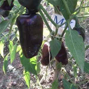 Chilhuacle Negro Capsicum annuum,10 semillas ,cosecha propia (33) - Picture 1 of 1