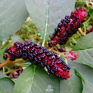 Phytolacca americana 25 PCS fresh seeds, American pokeweed, Pokeberry seeds - Bild 1 von 8