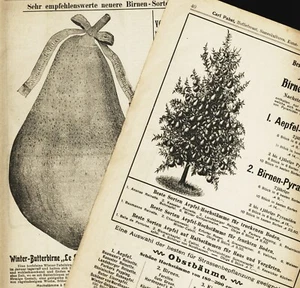 Apfel Birnen Baum Reklame Zeichnungen historischer Prospekt original 1910 Erfurt - Bild 1 von 2