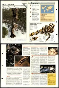 Indian Python #13 Reptiles Wildlife Fact File Fold-Out Card - Picture 1 of 1