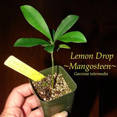 ~LEMON DROP MANGOSTEEN~ Garcinia intermedia YELLOW FRUIT Pot Starter Small Plant - Image 1 of 4