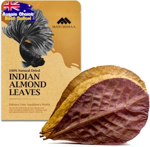 Premium Indian Almond Leaves 6-9" (25 Pack), Catappa Leaves for Aquariums - Picture 1 of 12