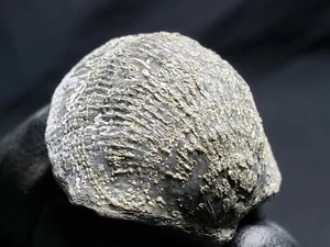Shell Fossil Specimen small (16.5 grams) - Picture 1 of 3