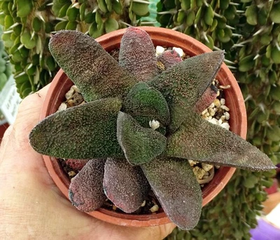 Gasteria batesiana ‘Barberton' plante grasse succulente  caudex euphorbe aloe - Photo 1/4