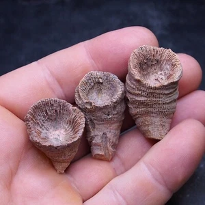 3pcs 47gr. Fossil Horn Coral Heliophyllum Devonian 4 - Picture 1 of 3