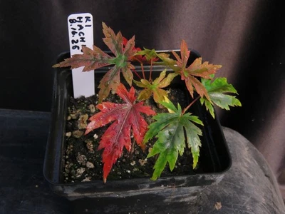 2 Seed-Grown Acer Palmatum 'Ki Hachijo' Japanese Maple Tree Seedlings - Image 1 of 3