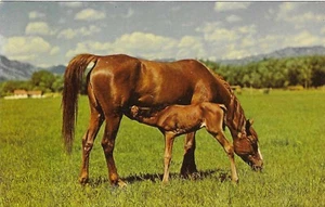 Vintage Horses Chrome Postcard Dinnertime Arabian Purebreds Mare and Foal - Picture 1 of 2