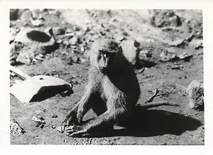 RÉPUBLIQUE SOUDANAISE c. 1940 - Singe Type Cynocéphale - P 1295 - Imagen 1 de 2