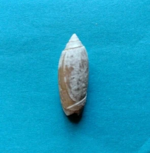 1.5" Lettered Olive Seashell Found at Folly Beach SC 32.674060, -79.900474   T1 - Picture 1 of 3