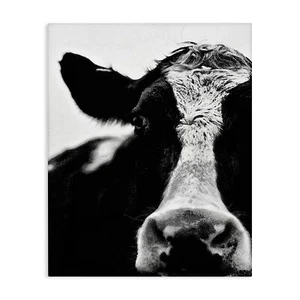 Stupell Industries Cow Black and White Close up Stretched Canvas Wall Art, Mu... - Picture 1 of 7