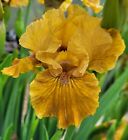 Iris BRASS LITTLE BEAUTY Schwertlilie Duft IB Bart-Iris barbata Rhyzom Pflanze