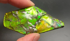 Ammolita fósil de 6,5 cm con varios colores - amonita, Alberta, Canadá. - Imagen 1 de 7