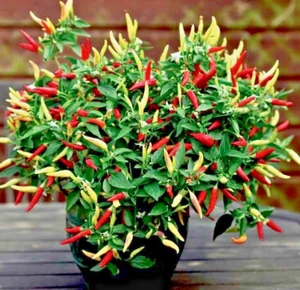 3 x Chilli Pepper Plug Plants ( Basket of Fire ) - Ready Now ! - Picture 1 of 4