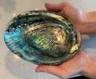 Large Abalone Shell Natural Paua Rainbow LG Sea Green Blue Shell Beach 6 Inch