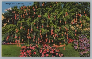 Cartolina Albero di Mango in Florida - Foto 1 di 2