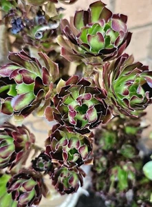 Aeonium 3 Verity 5 Cuttings Of Each, Free Post - Picture 1 of 8