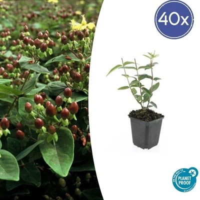 40 x Hypericum inodorum altezza da 10 a 25 cm - Ø9 cm erba di San Giovanni,... - Immagine 1 di 4