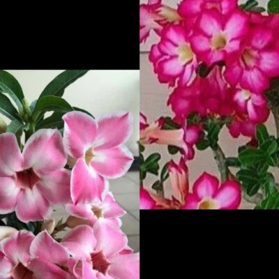 2 Adenium Obesum Rosa Del Desierto - Image 1 of 2