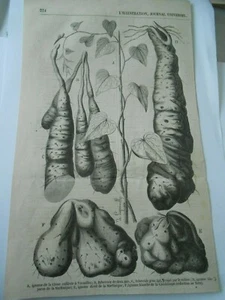 Gravure 1856 - L'Igname de Chine - Picture 1 of 1