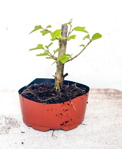 Gmelina philippensis (Parrot's Beak) Plant - Pre-Bonsai - For Shohin Style - Picture 1 of 6
