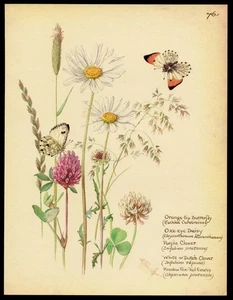 Edith Holden botanical print MEADOW BUTTERFLIES vintage repro 1906 watercolor - Picture 1 of 3