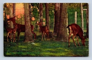 Postal de Fejervary Park "Ciervo" Davenport Iowa sin publicar - Imagen 1 de 2