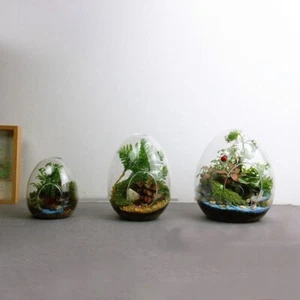 Succulent Glass Vase Home Decoration Micro Landscape Glass Glass Bottles - Picture 1 of 14