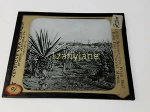 Glass Magic Lantern Slide MIZ MEXICO HENEQUEN SISAL HEMP FIBER CROP FARM - Picture 1 of 1