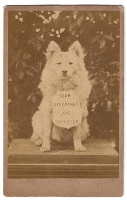 FOTOGRAPHICA CDV - Foto publicitaria mendigando BANNER PERRO letrero alrededor del cuello años 1860 Foto 1 de 2