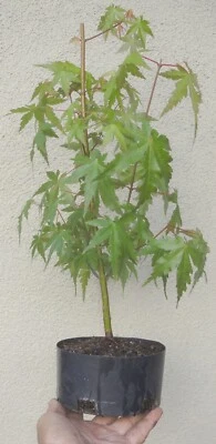 Green Japanese Maple Pre Bonsai Dwarf Shohin Nice Trunk Acer palmatum - Image 1 of 4