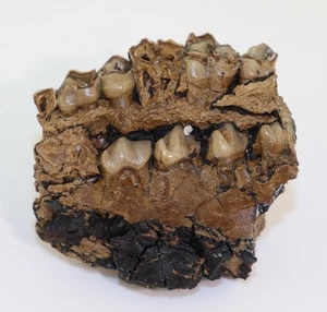 Hirsch, Fam. Cervidae, Tertiär, Miozän, Gracanice, Bosnien-Herzegowina -m293 - Picture 1 of 7