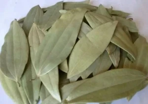 ****Top Quality Bay Leaves x 100g Fresh Organic Only Picked When You Order***** - Picture 1 of 3