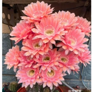 Hermosa planta suculenta de cactus de 3 cm Reverie hogar jardín planta con flores cactus - Imagen 1 de 2