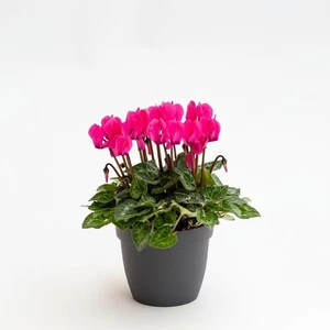 Ciclamino Mini Fucsia in Vaso | Pianta Ornamentale da Interno ed Esterno - Picture 1 of 1