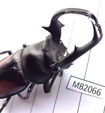 MB2066..insect beetles Lucanidae from North Vietnam