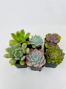 Echeveria Succulent Live Plants 3 Pack Different In 2 Inch Pots Easy To Grow - Picture 1 of 2