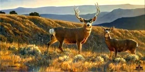 Nancy Glazier A Moment in Time S/N Mule Deer Art Print Sold Out 34 x 17 - Picture 1 of 1