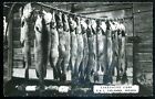 Callander Ontario 1950S Lakepoint Camp Fishing Big Catch. Real Photo Postcard