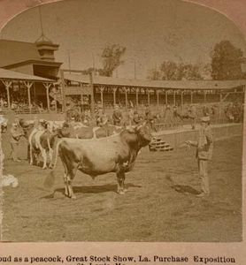 Louisiana Purchase Exposition Stereoview 1904 ~ St Louis World's Fair ~ Cattle - Picture 1 of 6