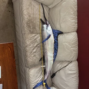 Blue Marlin Giant Stuffed Plush Body Pillow Treehouse 55”Cave Fisherman - Picture 1 of 3