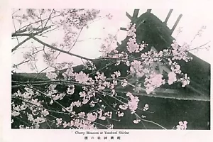 Cartolina RPPC Veduta dei Fiori di Ciliegio al Santuario Yasukuni in Giappone. aa3 - Foto 1 di 2