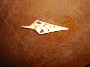 Auger Sliced Shell Center One Seashell 3.5 inch - Picture 1 of 1