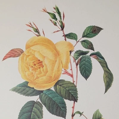 Vintage Rosa Indica Yellow Flower Botanical Print Redouté Bookplate 122 - Image 1 of 4