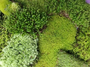 Live Moss Assortment for Terrarium Vivarium Fairy Garden 6x9 Ziplock GreenFresh - Picture 1 of 5