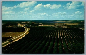 Postcard Clermont FL c1960 Orange Groves Seen From Florida Citrus Tower Aerial - Picture 1 of 2