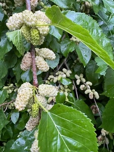 Morus alba, WHITE MULBERRY TREE, edible fruits, 10-15cm tall plant - Picture 1 of 2