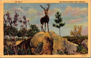 BUCK The Mountaineer WEST VIRGINIA linen animal Postcard - Picture 1 of 2