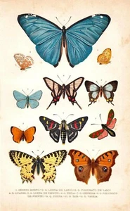 Postcard: Vintage Repro - Nouveau Summer Butterfly Chart - Blue, Yellow, Orange - Picture 1 of 3