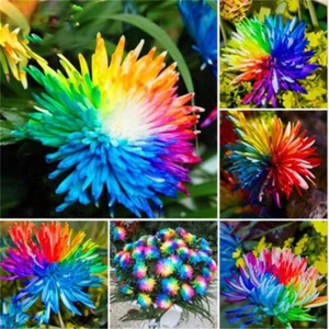 100 Stck./Beutel Regenbogen Blumensamen Gänseblümchen selten Haus Gartenpflanze - Picture 1 of 12